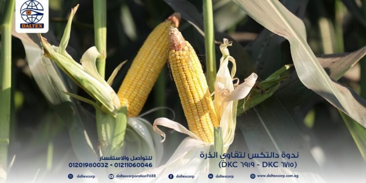 دالتكس تضاعف إنتاجية الذرة بزيادة تصل إلى 25% مع الصنف ديكالب 6919